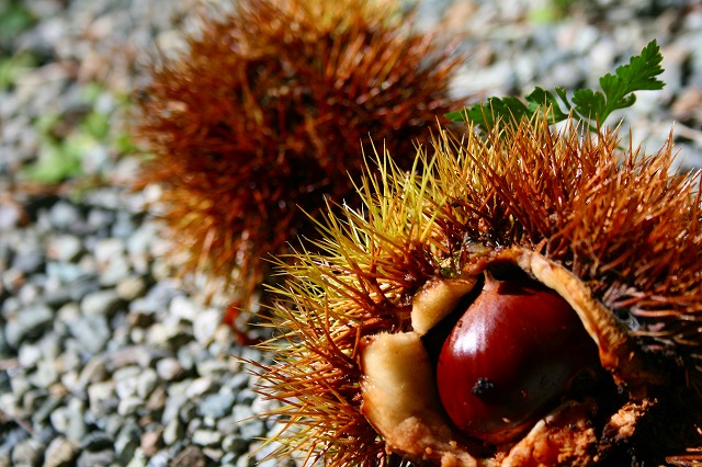 仙郷楼の庭園_秋012