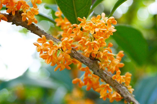 仙郷楼の庭園_秋013