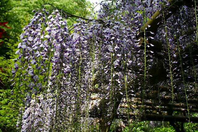 仙郷楼の庭園_春003