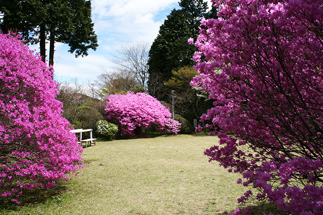 仙郷楼の庭園_春029