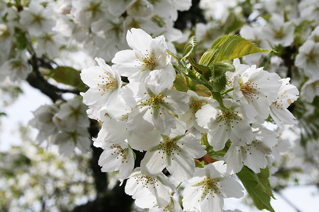 仙郷楼の庭園_春030