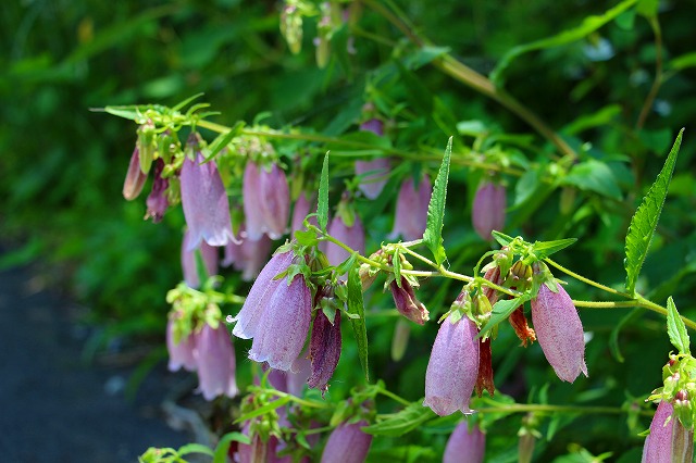 仙郷楼の庭園_夏005