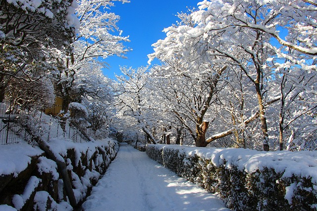 仙郷楼の庭園_冬009